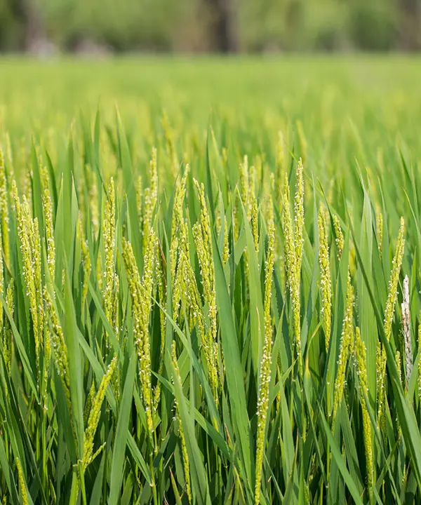 Herbicides
